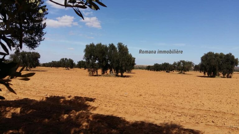 ارض فلاحية مغروسة زيتون شملالى