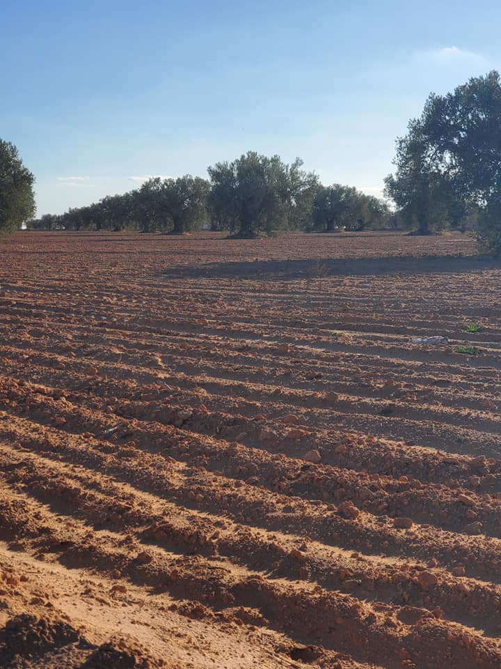 أرض فلاحية للبيع في عقارب صفاقس