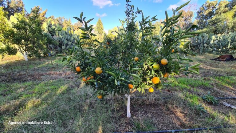 99eme ferme &agrave; ghardeya
