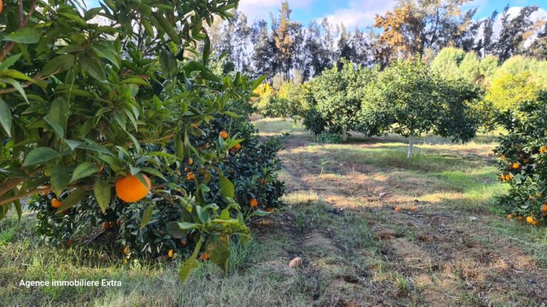 99eme ferme &agrave; ghardeya