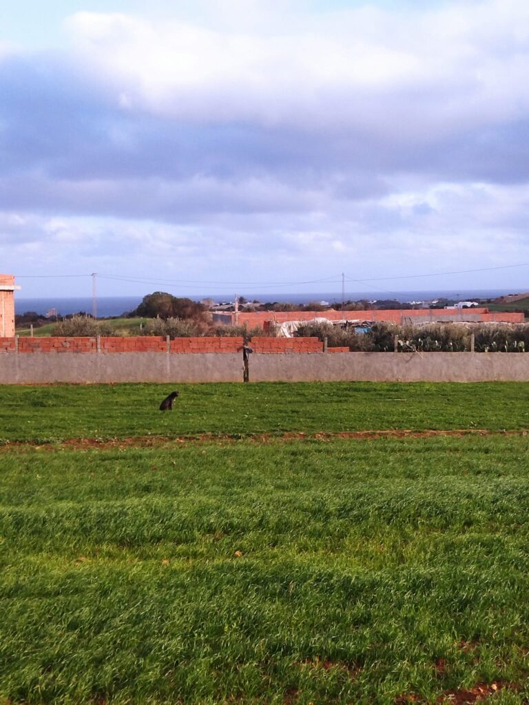 Des lots avec vue sur mer