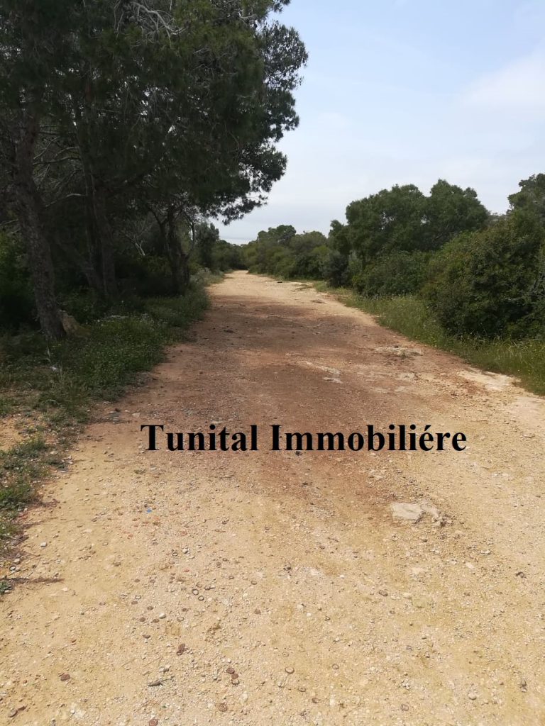 La marsa jbal khaoui a v terrain
