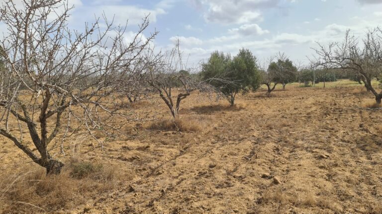 12eme campagne &agrave; el haouaria de nabeul