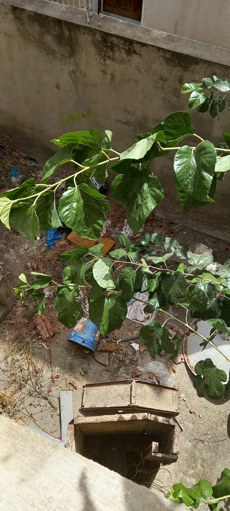 Appartement rue ennkhilet