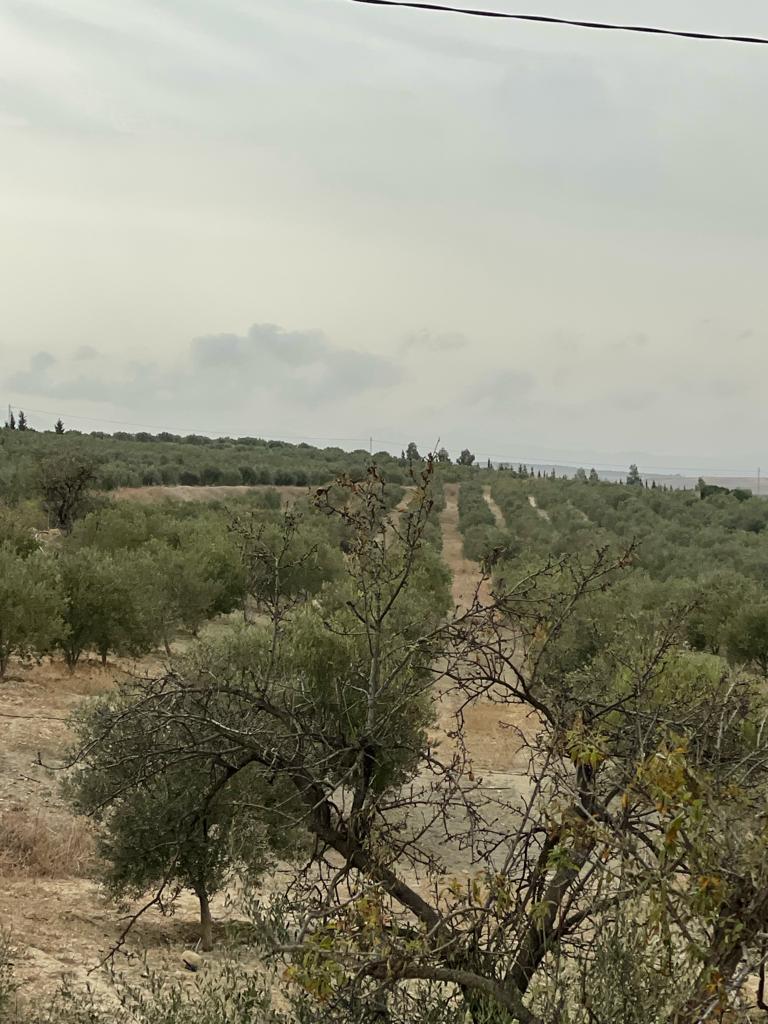 Ferme 32 h avec 4800 d olive