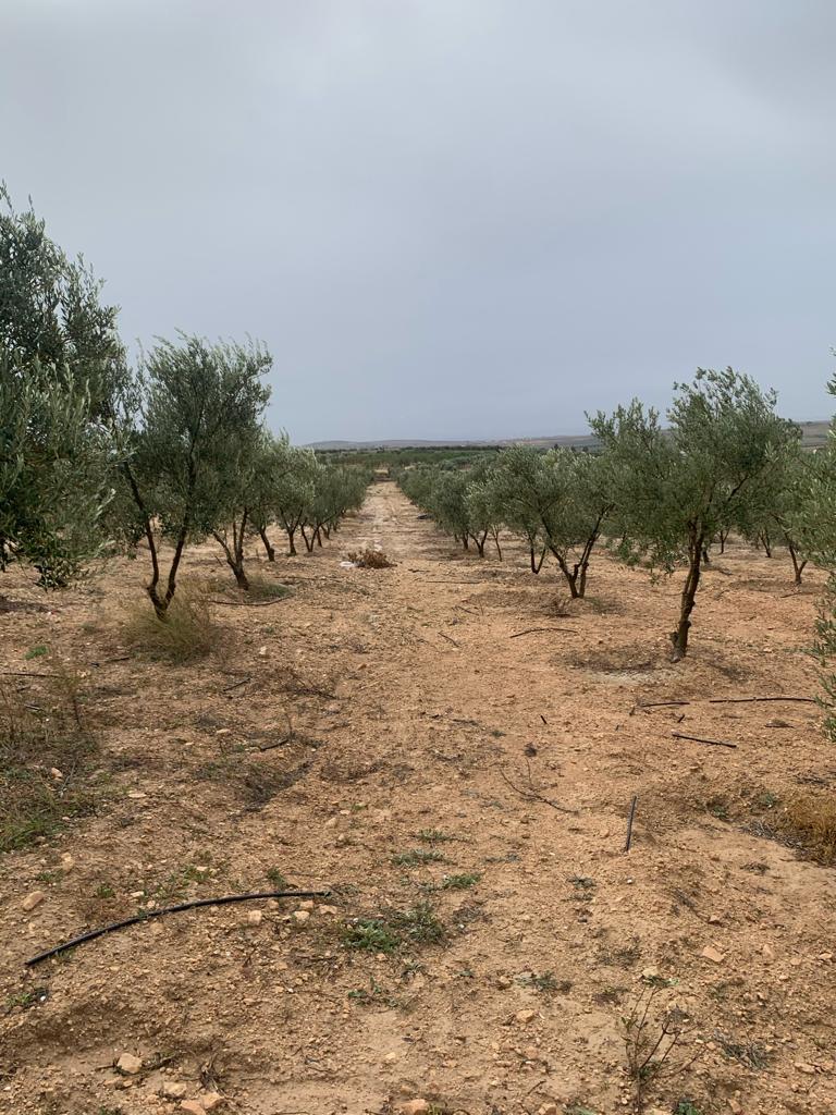 Ferme 32 h avec 4800 d olive