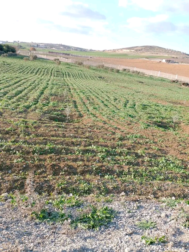 1 hectare avec une petite studio