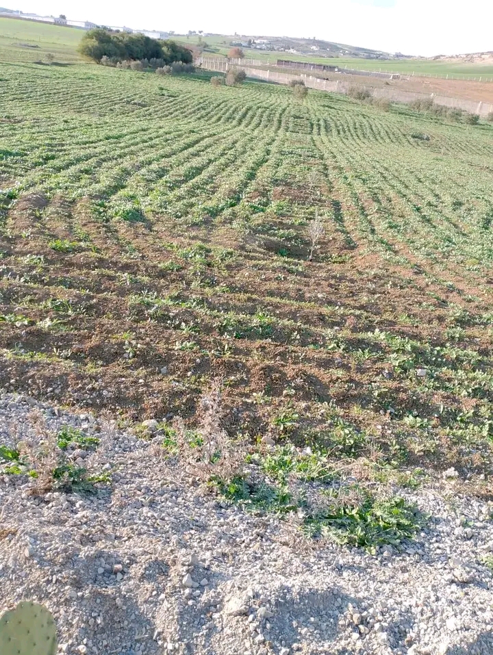 1 hectare avec une petite studio