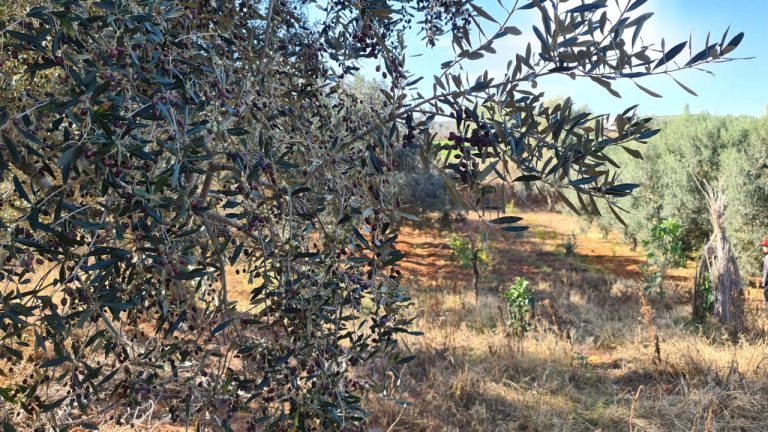 730168 20240306 105010 768x432