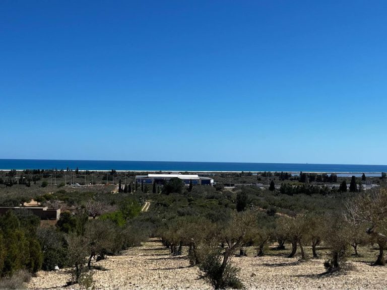 79eme terrain &agrave; dharoufa