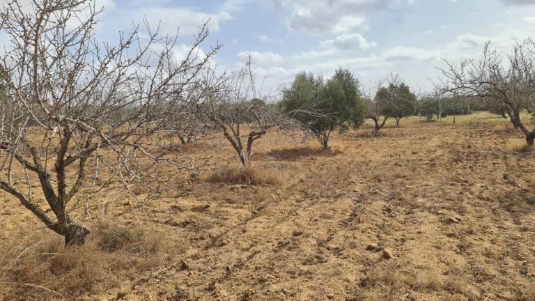 245eme terrain a hwaria de nabeul