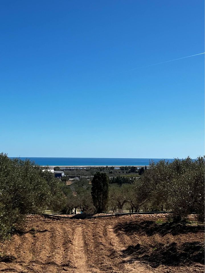 97eme terrain &agrave; dharoufa