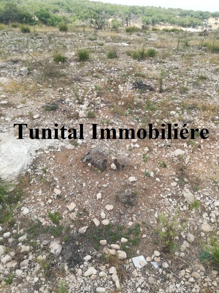 36589 20240403 123620 768x1024