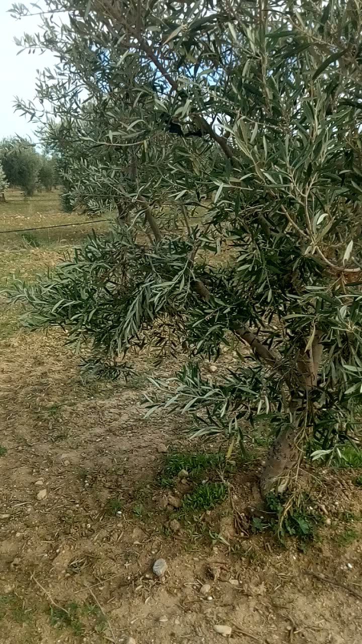 709467 20240407 004250