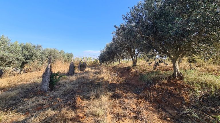 897eme campagne à somaa