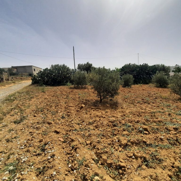 Un hectare plant&eacute; de 100 oliviers