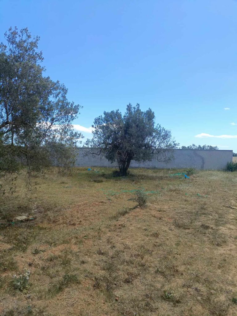 Av beau terrain 300m à 4km de hammamet yasmine