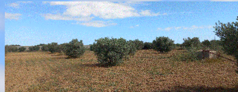 Terrain agricole avec maison et sondage