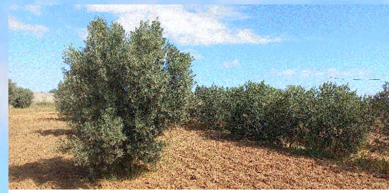 Terrain agricole avec maison et sondage