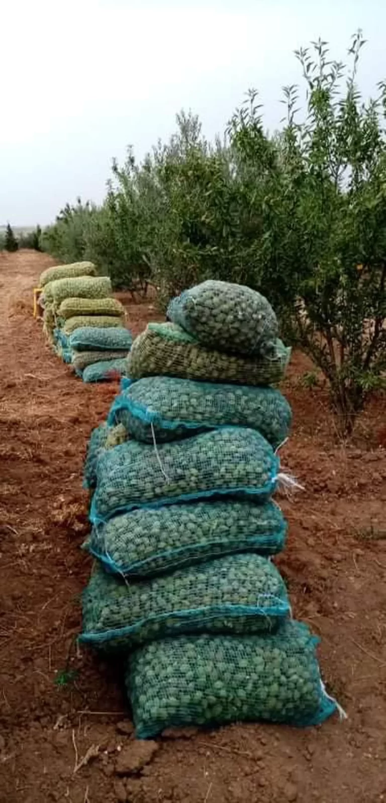 783992 20240517 141306 768x1598