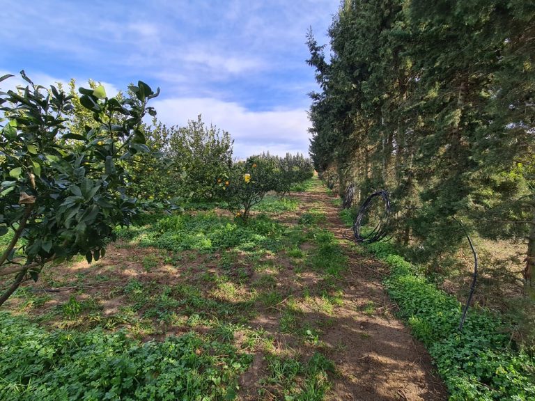 3eme ferme &agrave; ghardeya