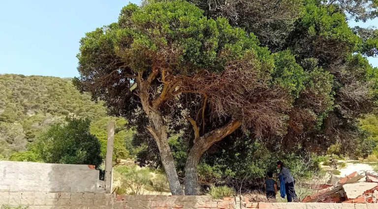 Terrain pieds gans l'eau vue sur mer