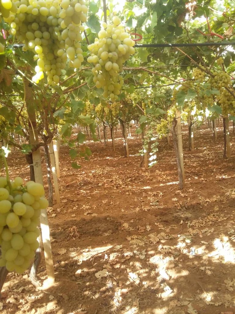 Terrain agricole mornag