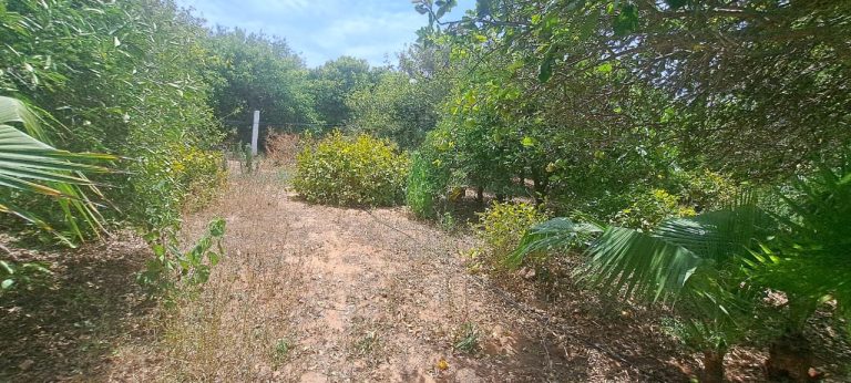 Des terrain 234m ou 364m