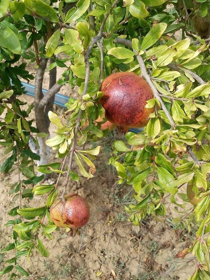 Terrain agricole &agrave; kelibia