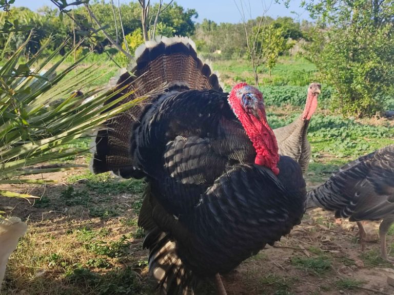 Terrain agricole arbor&eacute;
