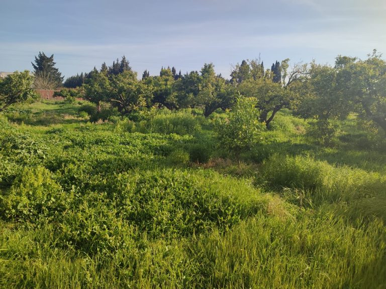 Terrain agricole arbor&eacute;