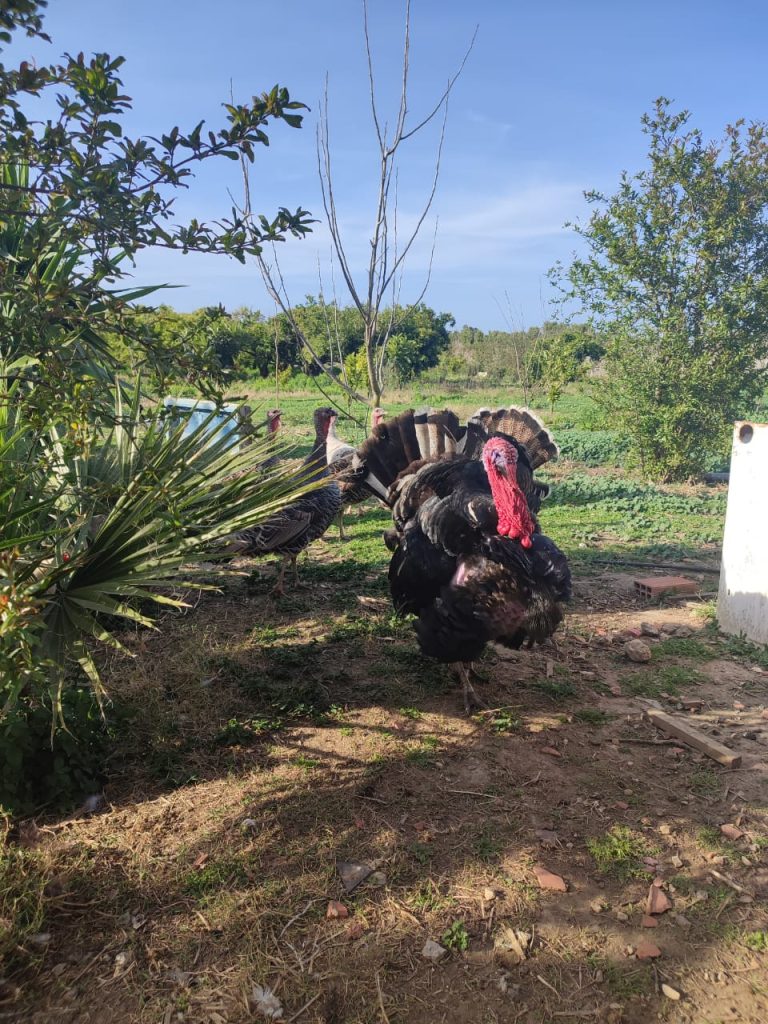 Terrain agricole arbor&eacute;