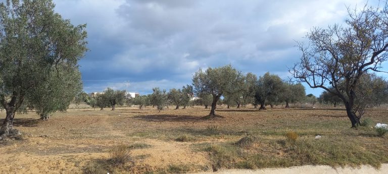 775451 20240711 172126 768x346