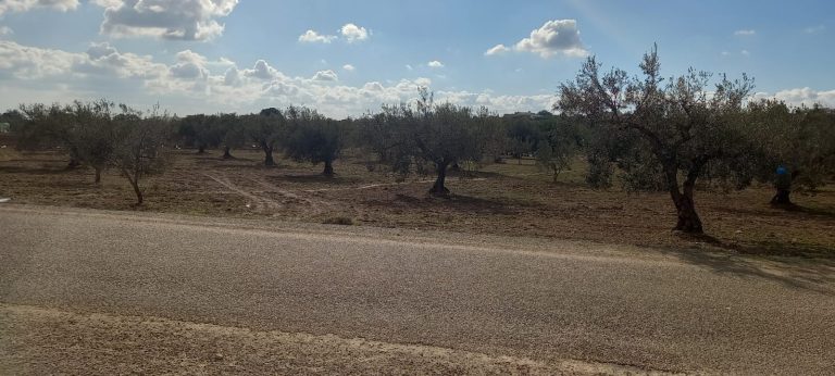 Terrain agricole sidi methir hammamet