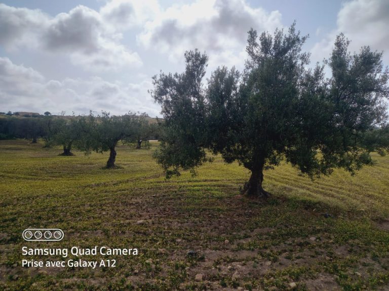 Terrain agricole sidi methir hammamet