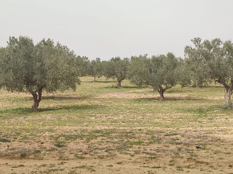 Terrain agricole pour votre futur investissement