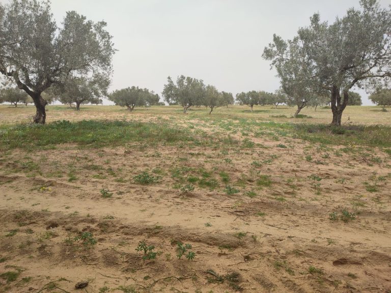 Terrain agricole pour votre futur investissement