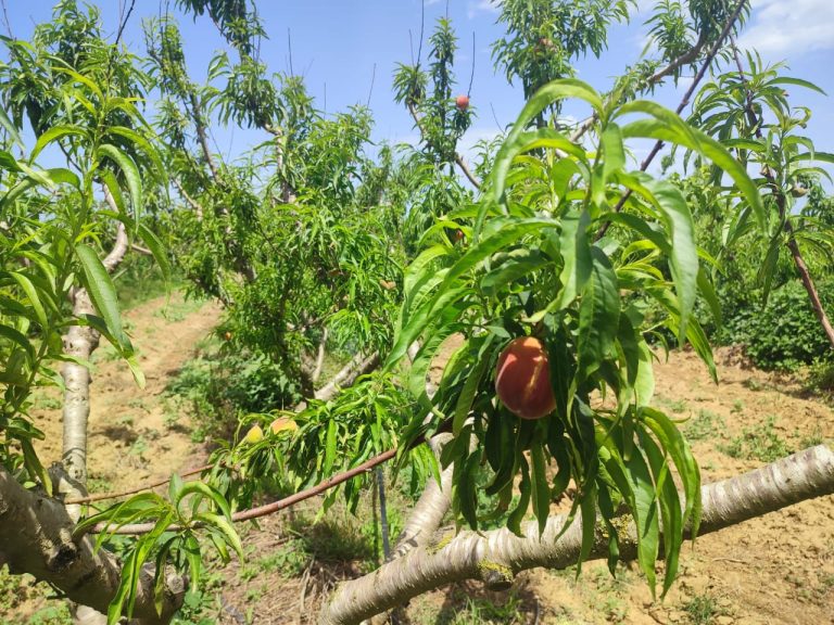 Terrain agricole clotur&eacute; a kelibia