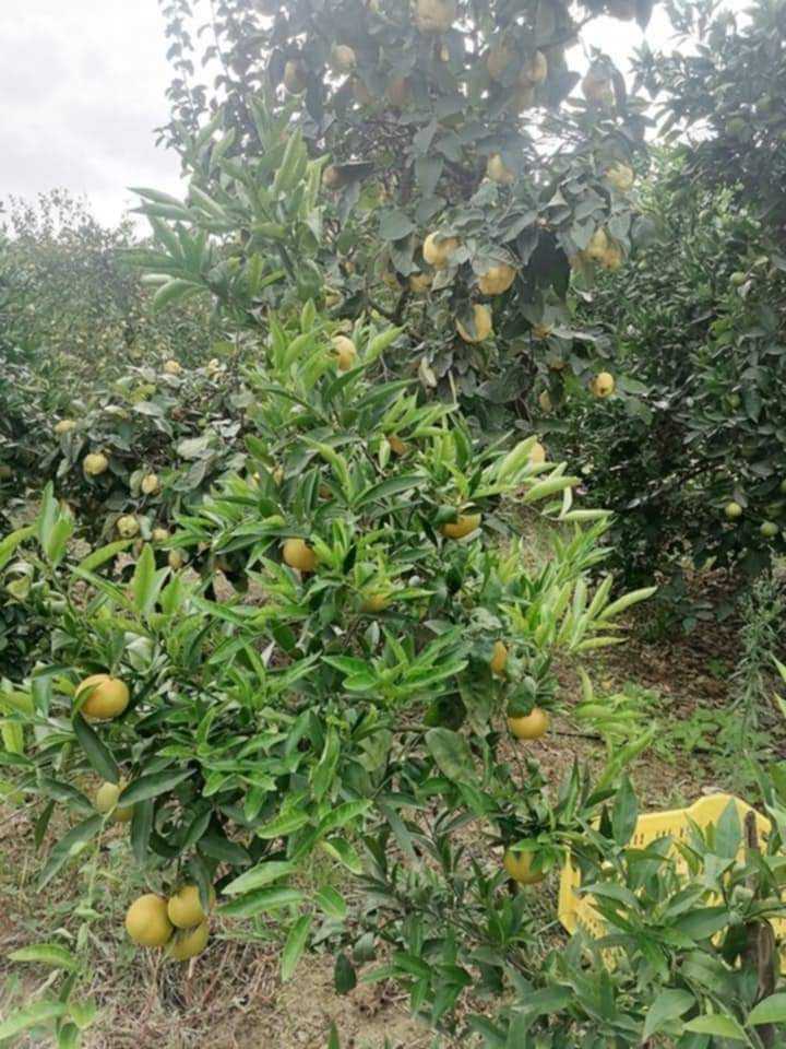 Senia a manzel bouzalfa