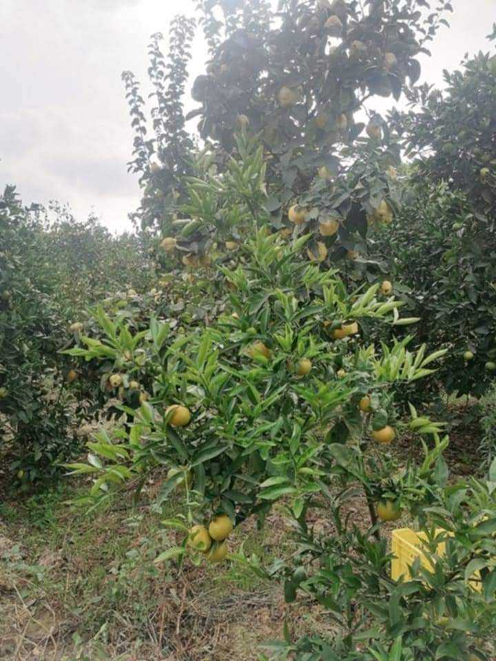 Senia a manzel bouzalfa