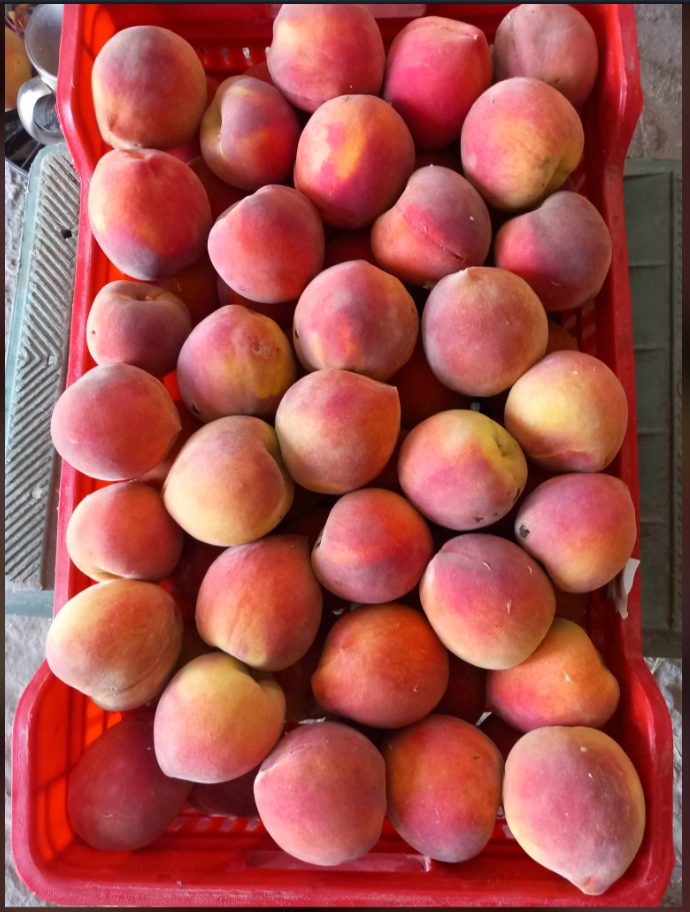 Terrain agricole irrigu&eacute; seniya 31h et 2872 m2