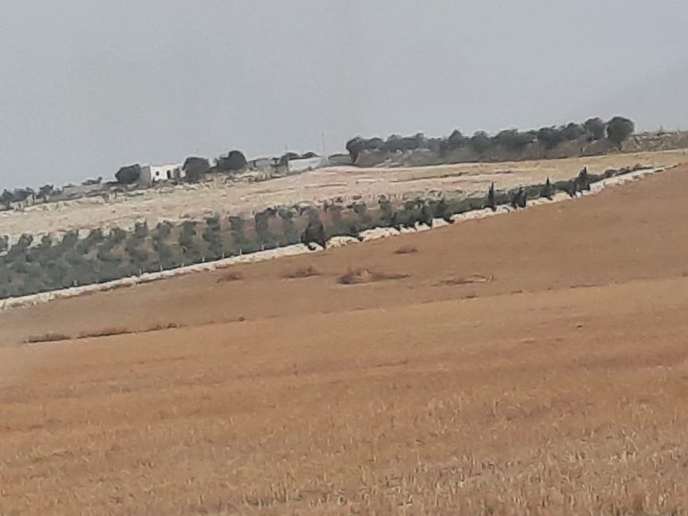 Des lots agricole de 01 ha