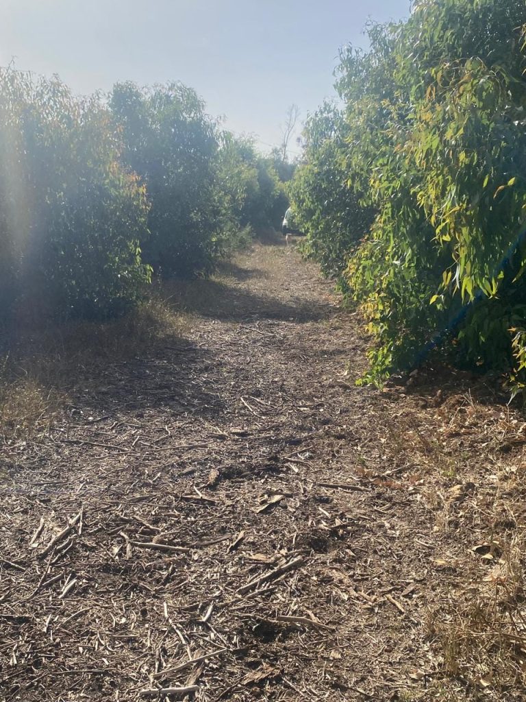 Ferme agricole a menzel tmime