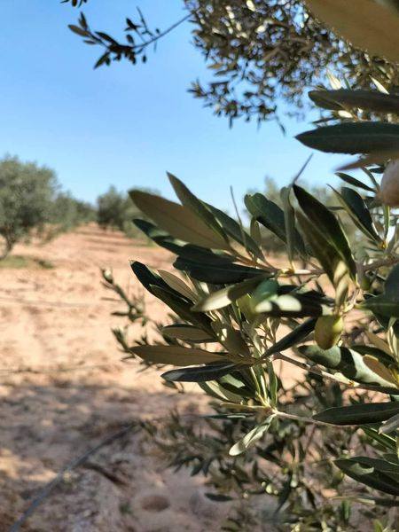 Terrain agricole a nabeul