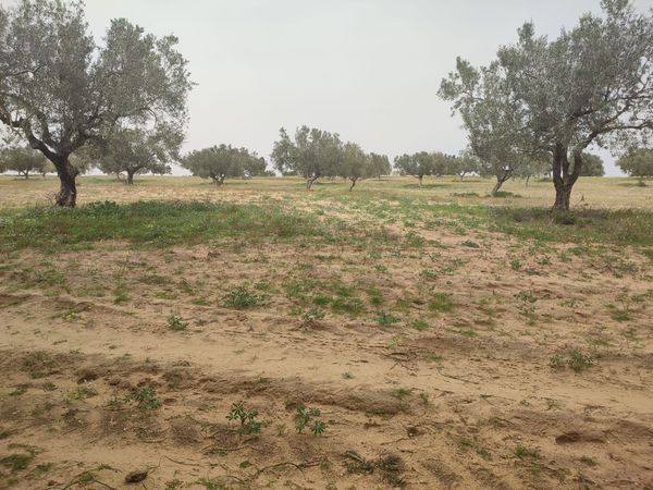 Terrain agricole a nabeul