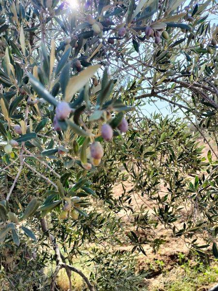 Terrain agricole a nabeul