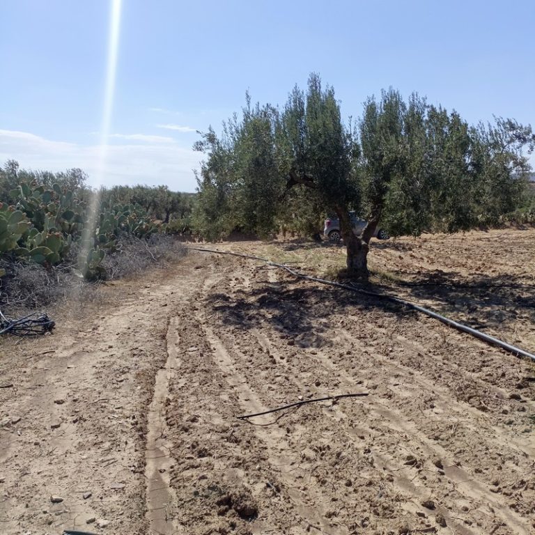 Av terrain 3000m avec des oliviers &agrave; hammamet sud