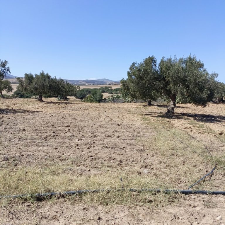 Av terrain 3000m avec des oliviers &agrave; hammamet sud