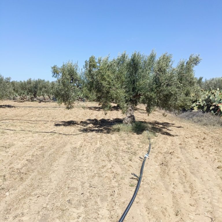 Av terrain 3000m avec des oliviers &agrave; hammamet sud