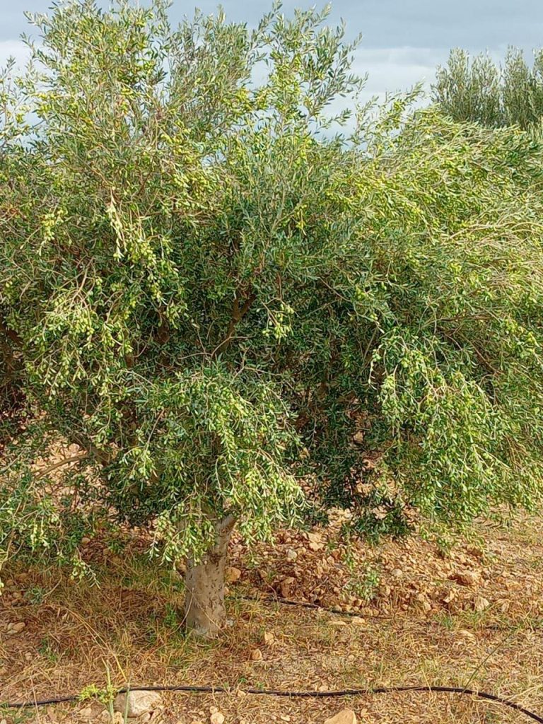 Henchir zaghaoun